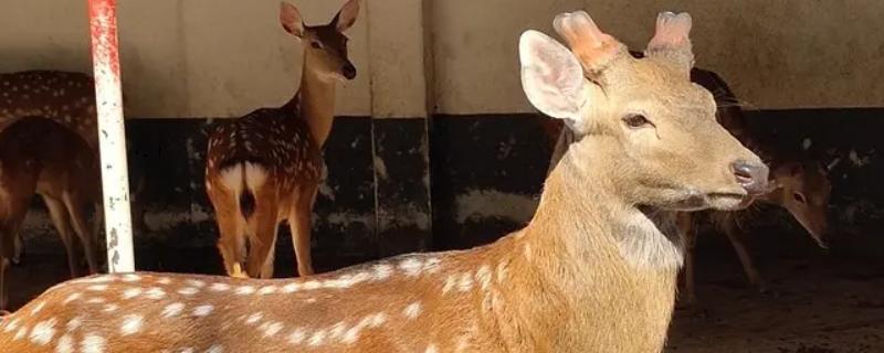 養梅花鹿的利潤與成本